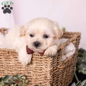 Marlin, Teddy Bear Puppy